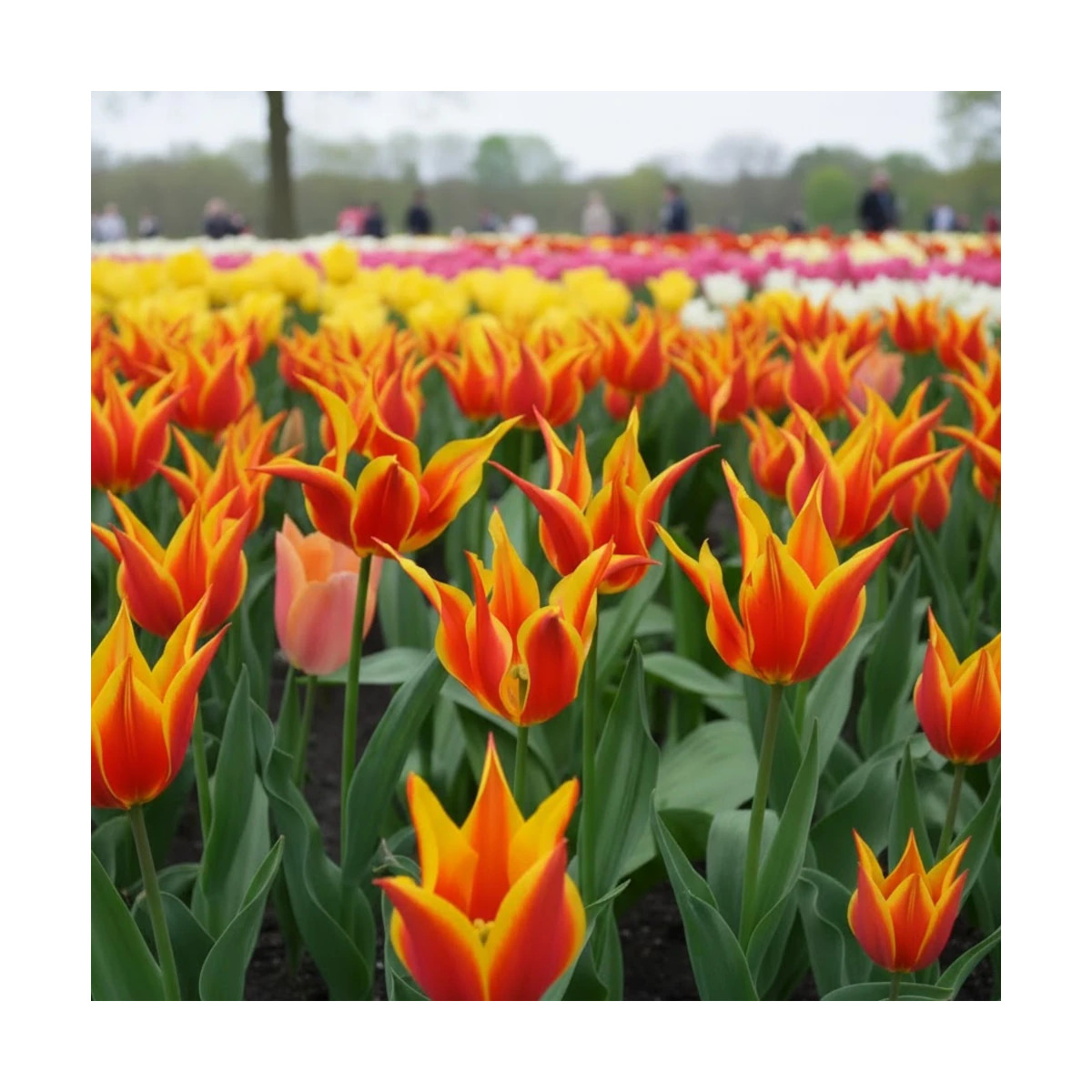 Bulbe de Tulipe Fleur de lis Fly Away