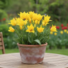 Bulbe de Tulipe Fleur de lis La Perla