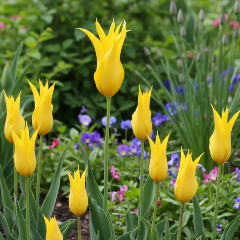 Bulbe de Tulipe Fleur de lis La Perla