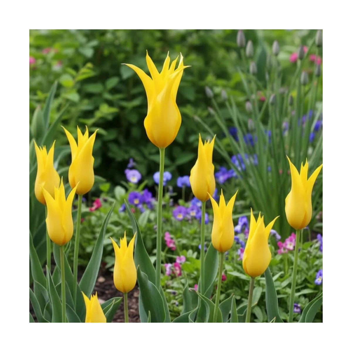 Bulbe de Tulipe Fleur de lis La Perla