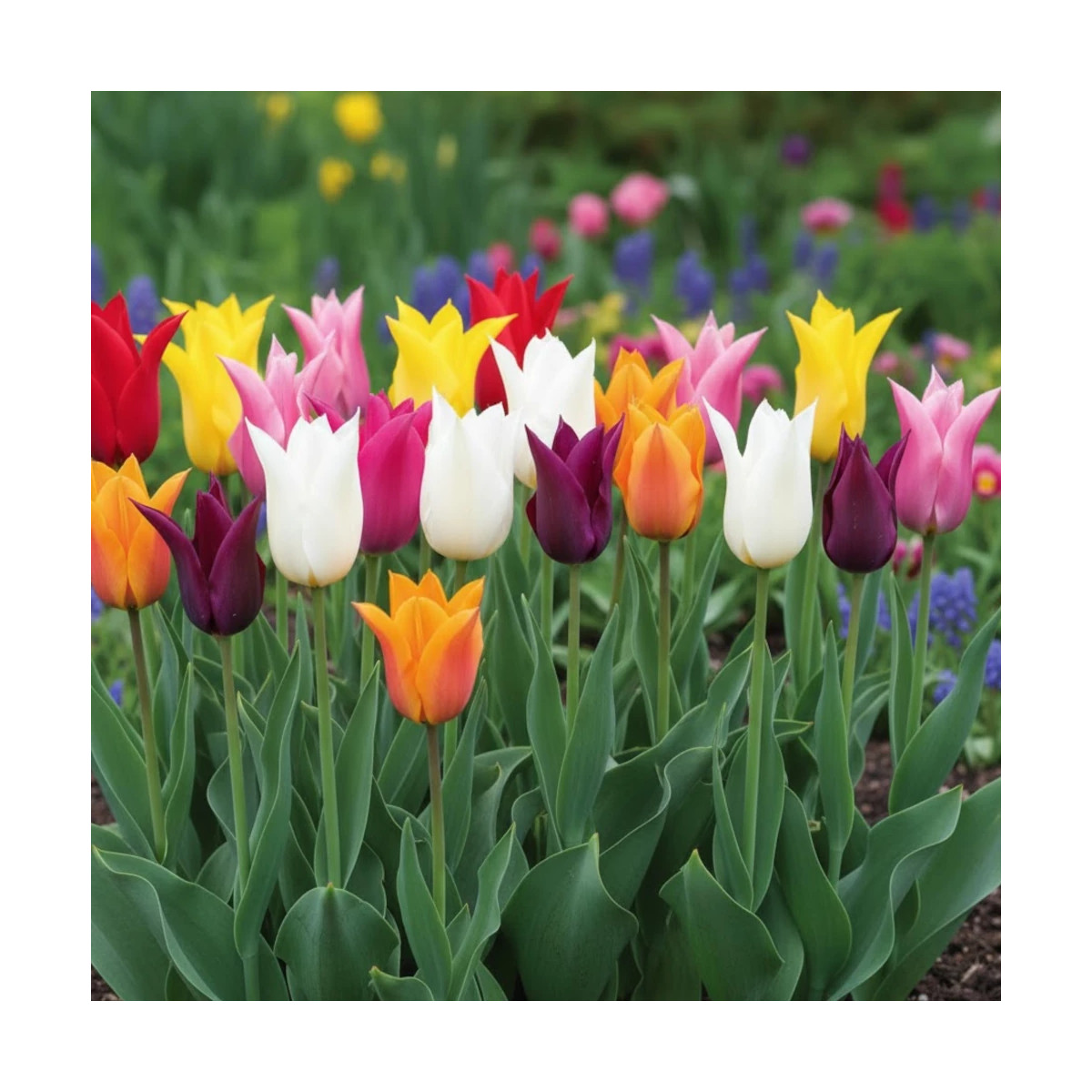 Bulbe de Tulipe Fleur de lis variées Bulbe de Tulipe Fleur de lis variées