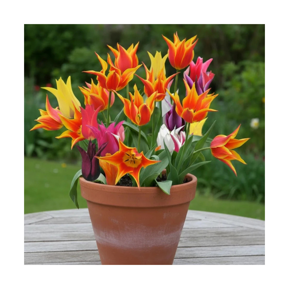 Bulbe de Tulipe Fleur de lis variées Bulbe de Tulipe Fleur de lis variées