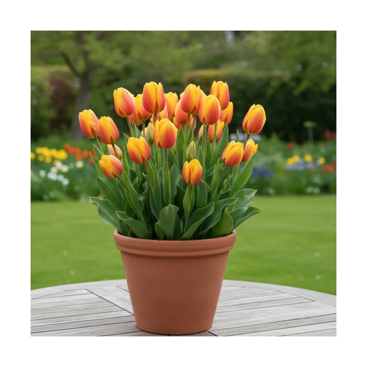 Bulbe de Tulipe Simple Tardive Blushing Lady