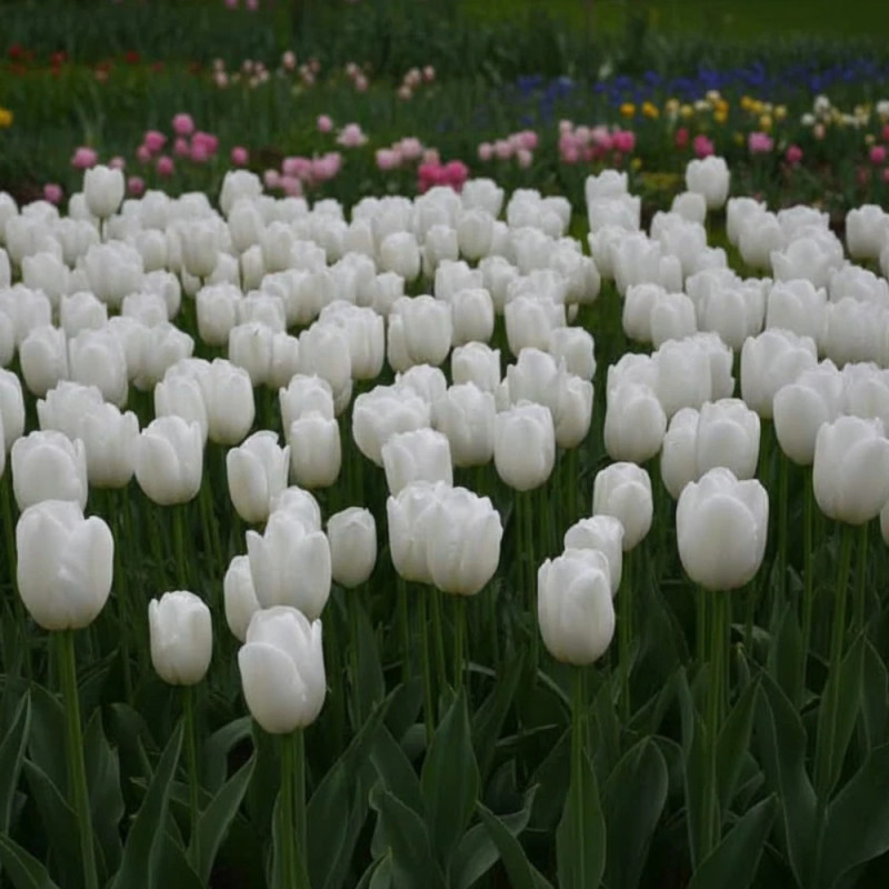 Bulbe de Tulipe Simple Tardive Clearwater
