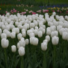 Bulbe de Tulipe Simple Tardive Clearwater