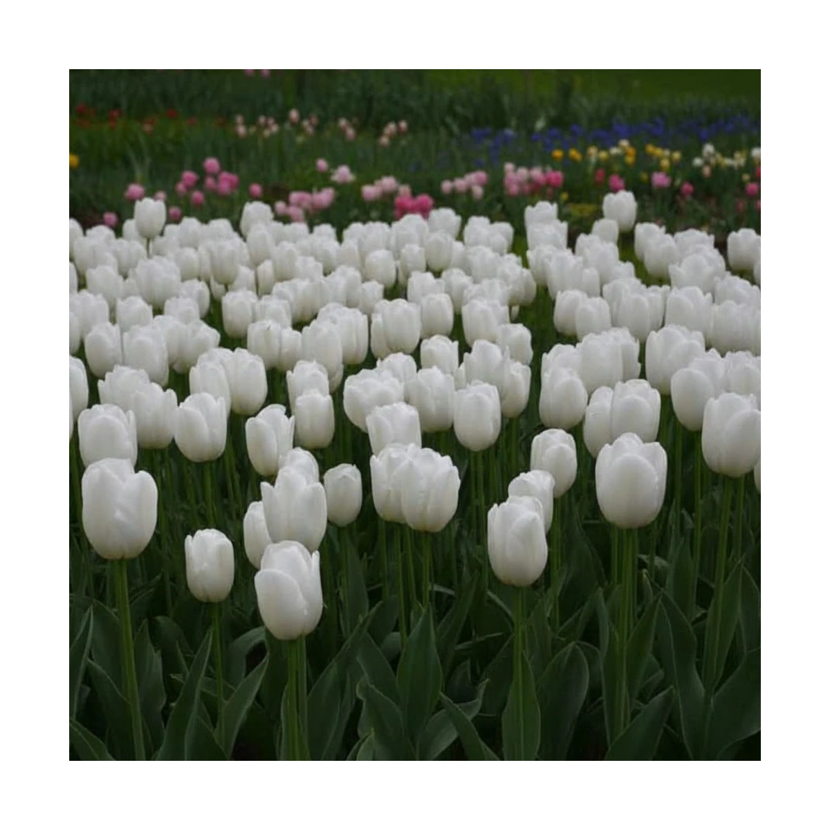 Bulbe de Tulipe Simple Tardive Clearwater Bulbe de Tulipe Simple Tardive Clearwater