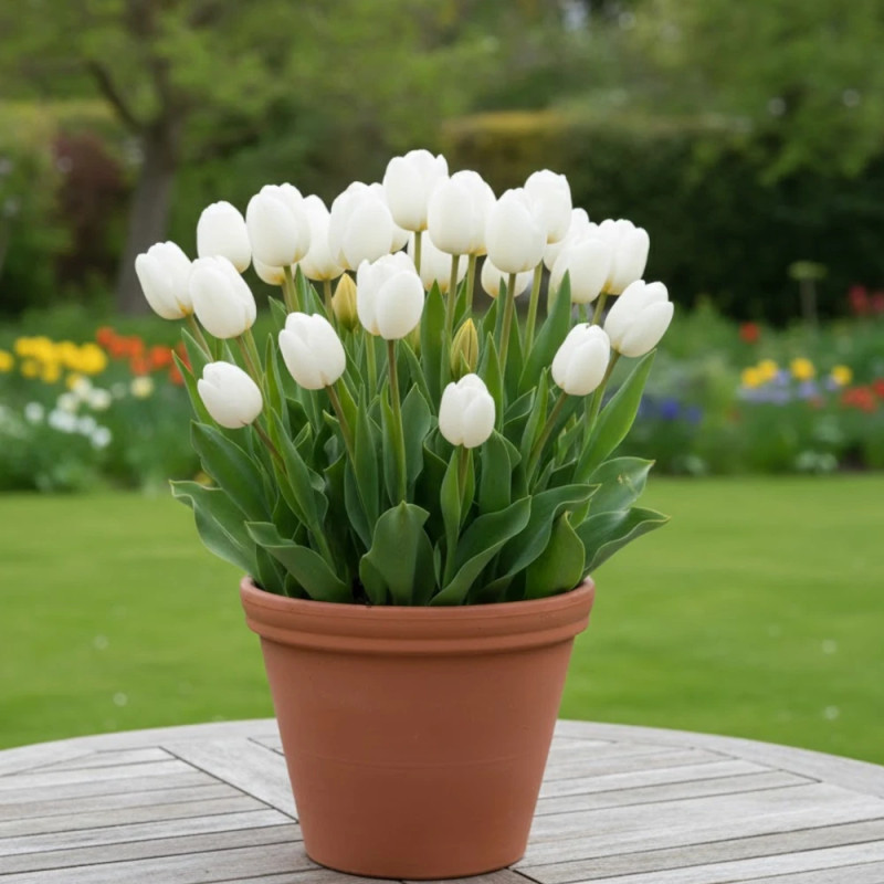Bulbe de Tulipe Simple Tardive Clearwater