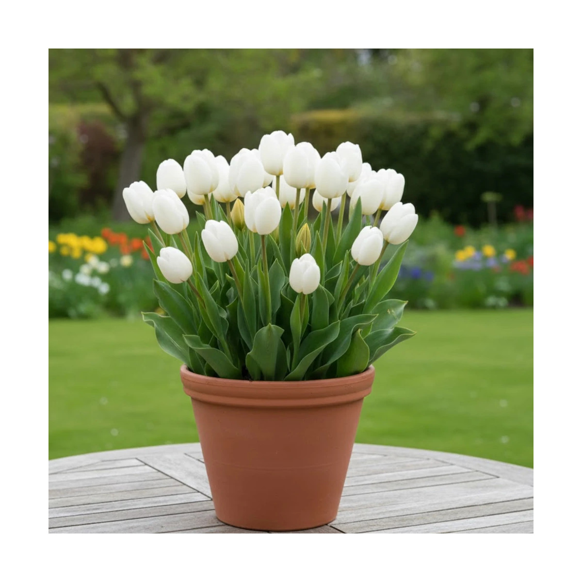 Bulbe de Tulipe Simple Tardive Clearwater Bulbe de Tulipe Simple Tardive Clearwater