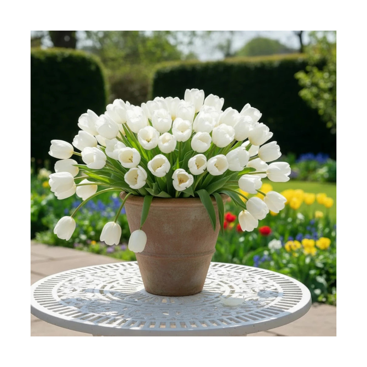Bulbe de Tulipe Simple Tardive Clearwater Bulbe de Tulipe Simple Tardive Clearwater