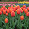 Bulbe de Tulipe Simple Tardive Dordogne