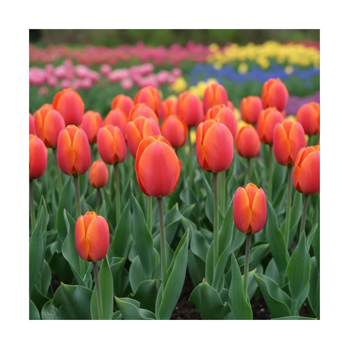 Bulbe de Tulipe Simple Tardive Dordogne