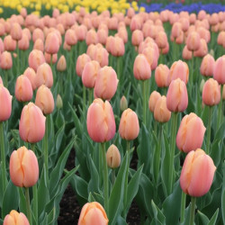 Bulbe de Tulipe Simple Tardive Menton