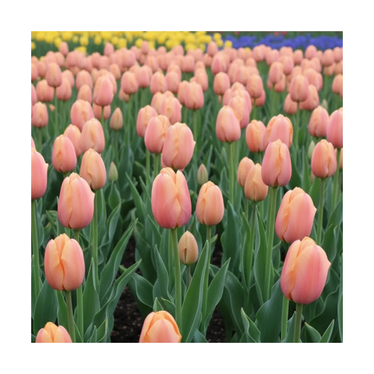 Bulbe de Tulipe Simple Tardive Menton