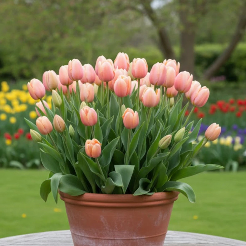Bulbe de Tulipe Simple Tardive Menton