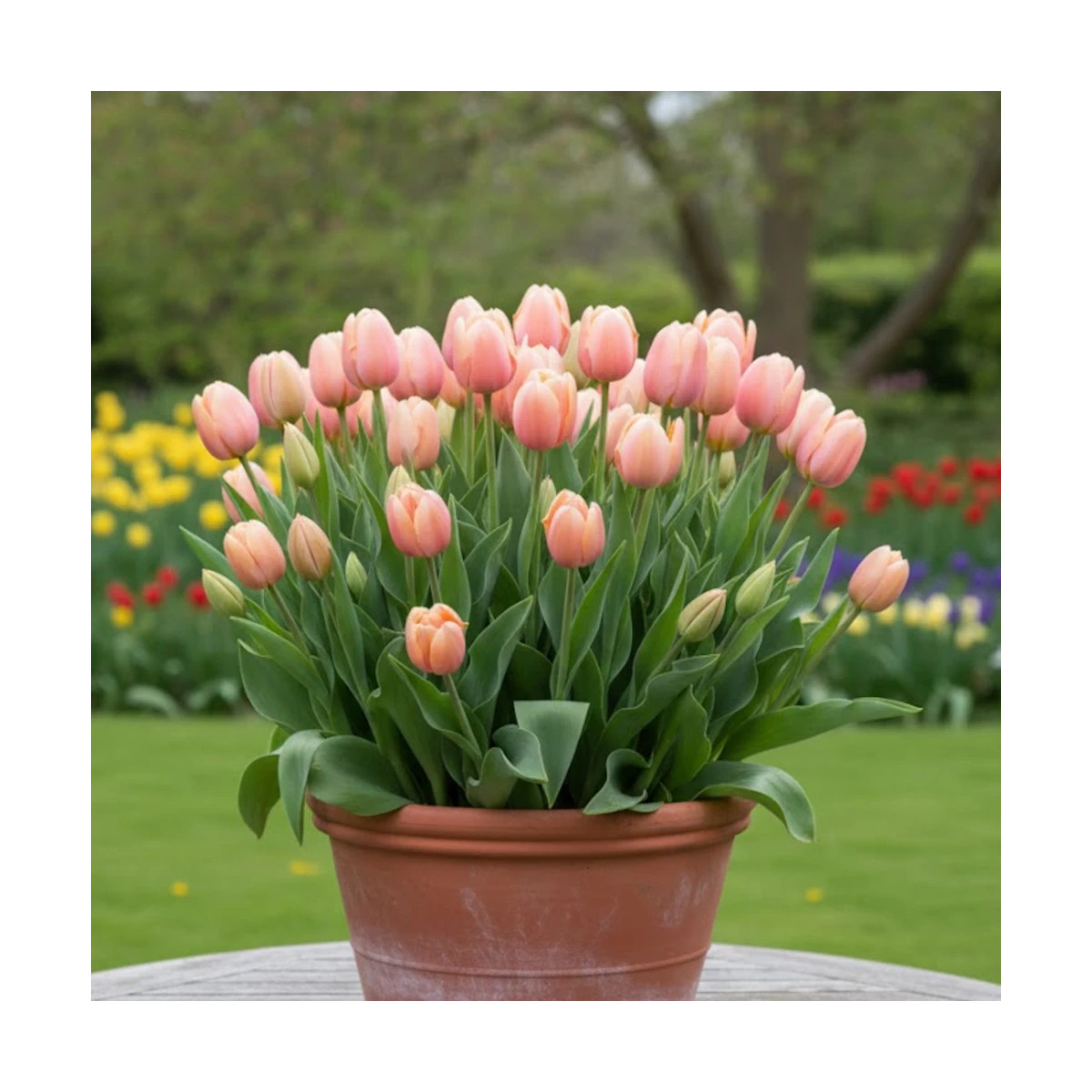 Bulbe de Tulipe Simple Tardive Menton