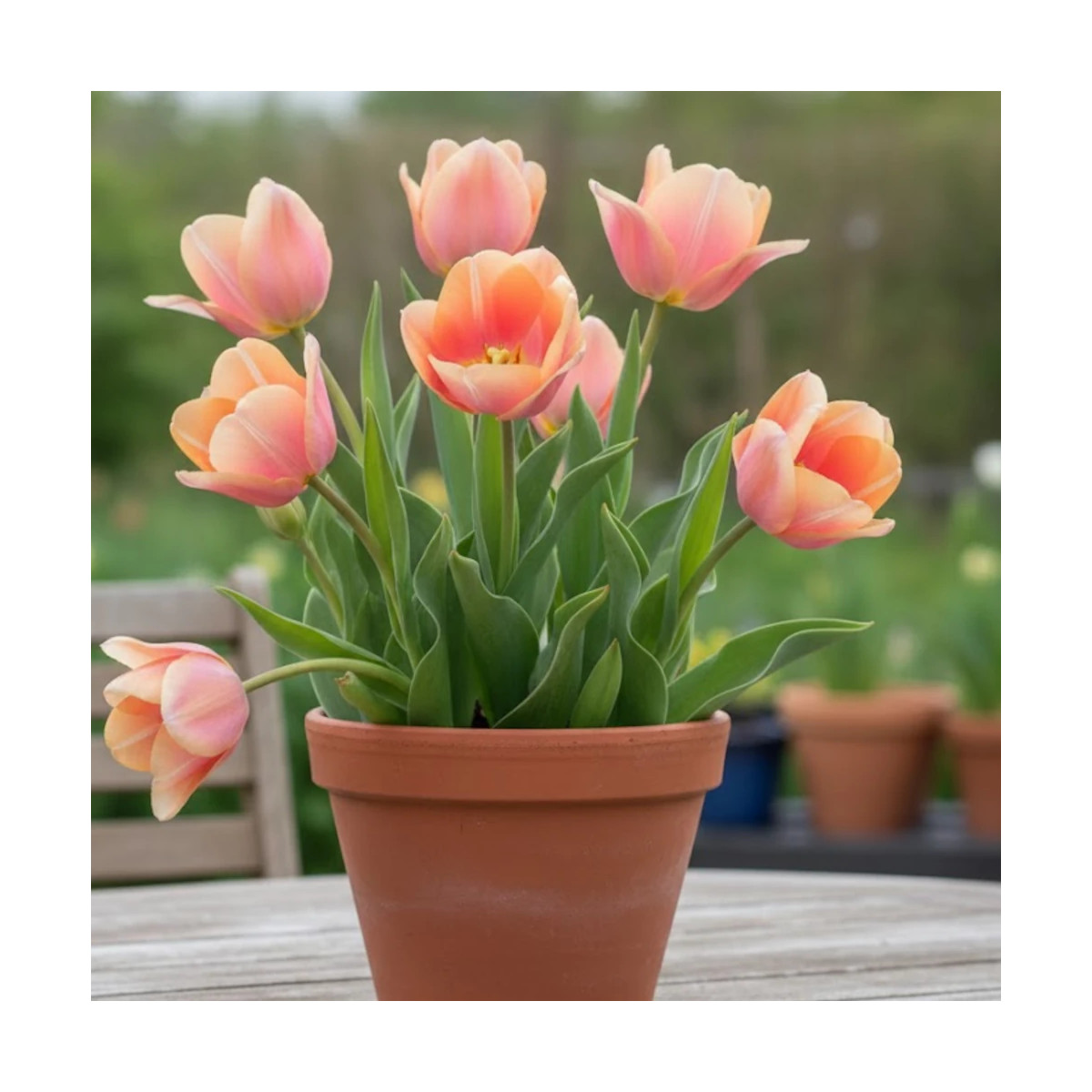 Bulbe de Tulipe Simple Tardive Menton