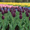 Bulbe de Tulipe Simple Tardive Reine de la Nuit