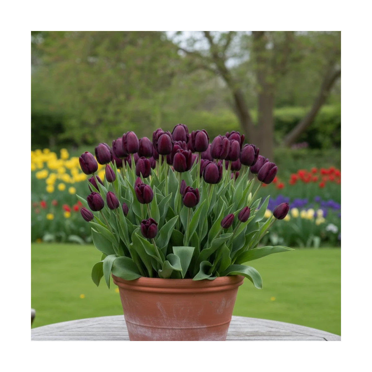 Bulbe de Tulipe Simple Tardive Reine de la Nuit