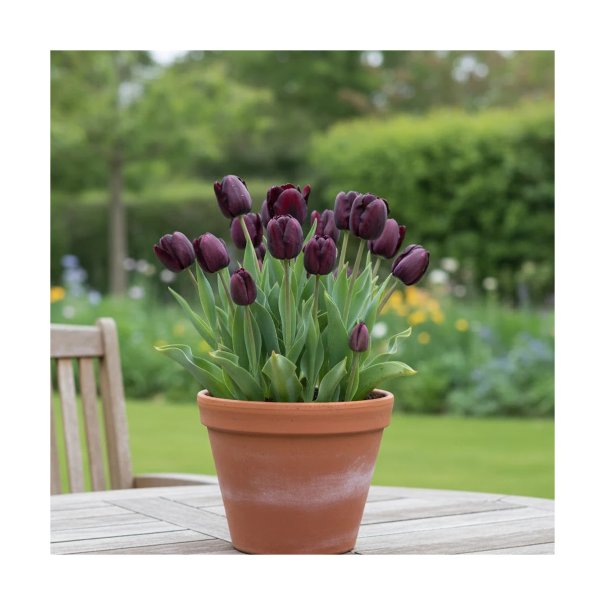Bulbe de Tulipe Simple Tardive Reine de la Nuit