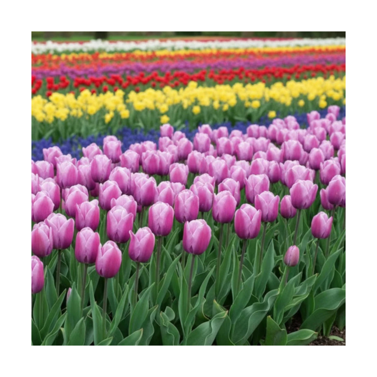 Bulbe de Tulipe Simple Tardive Violette Beauty