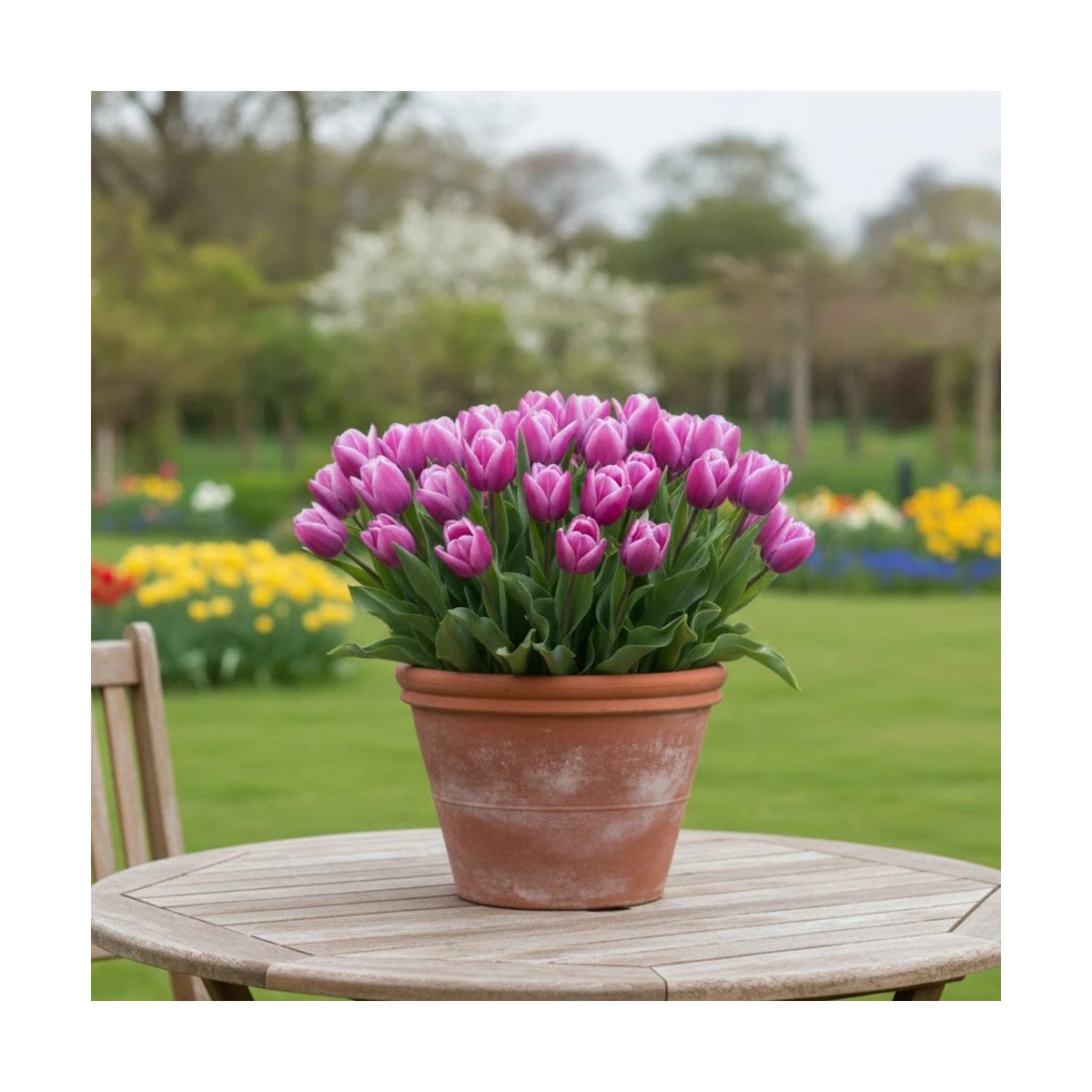Bulbe de Tulipe Simple Tardive Violette Beauty