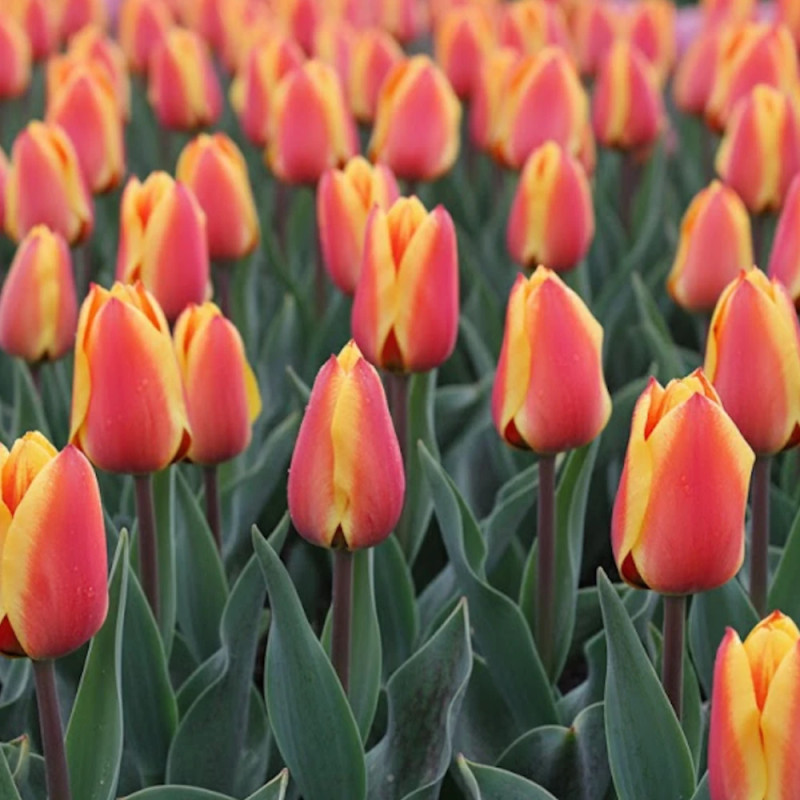 Bulbe de Tulipe greigii Cap Cod