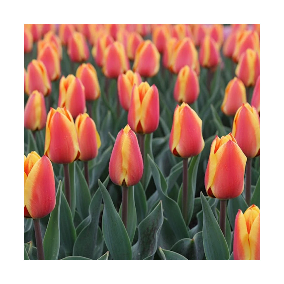 Bulbe de Tulipe greigii Cap Cod