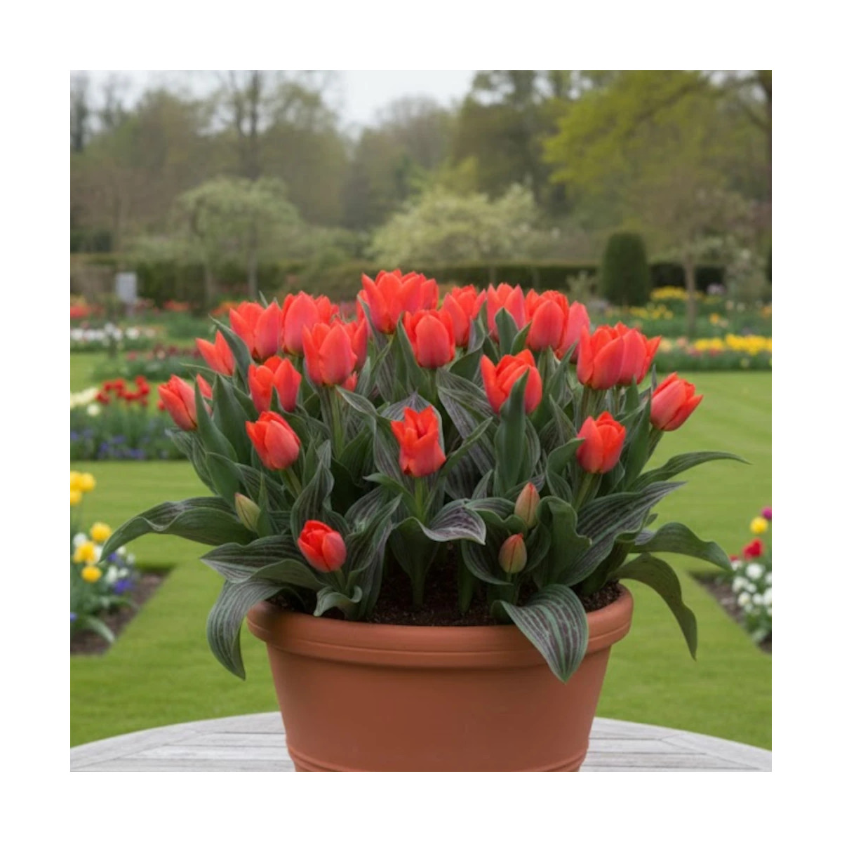 Bulbe de Tulipe greigii Chaperon Rouge