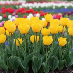Bulbe de Tulipe dentelle Cristal Sue