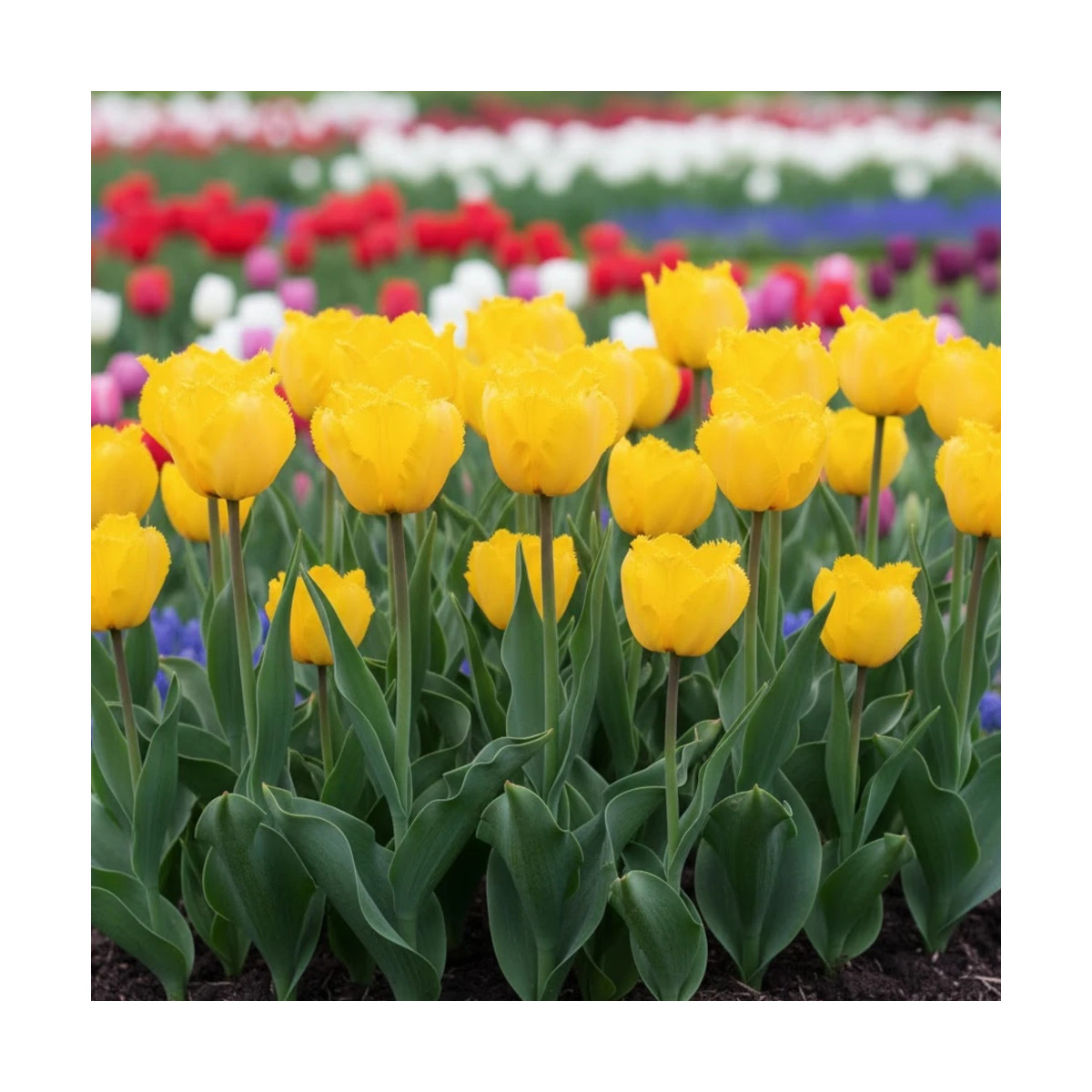 Bulbe de Tulipe dentelle Cristal Sue Bulbe de Tulipe dentelle Cristal Sue