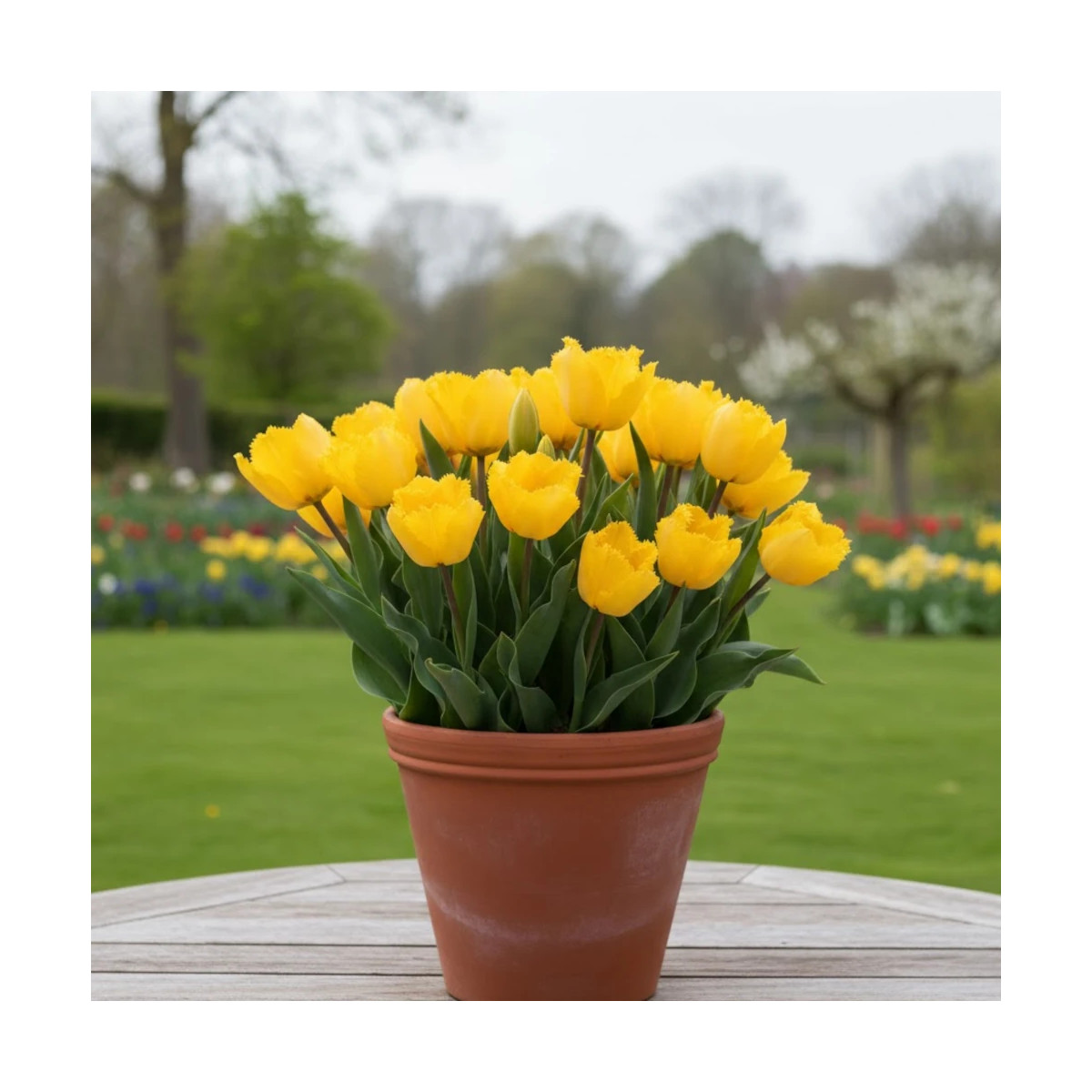 Bulbe de Tulipe dentelle Cristal Sue Bulbe de Tulipe dentelle Cristal Sue
