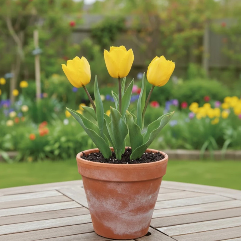 Bulbe de Tulipe dentelle Cristal Star