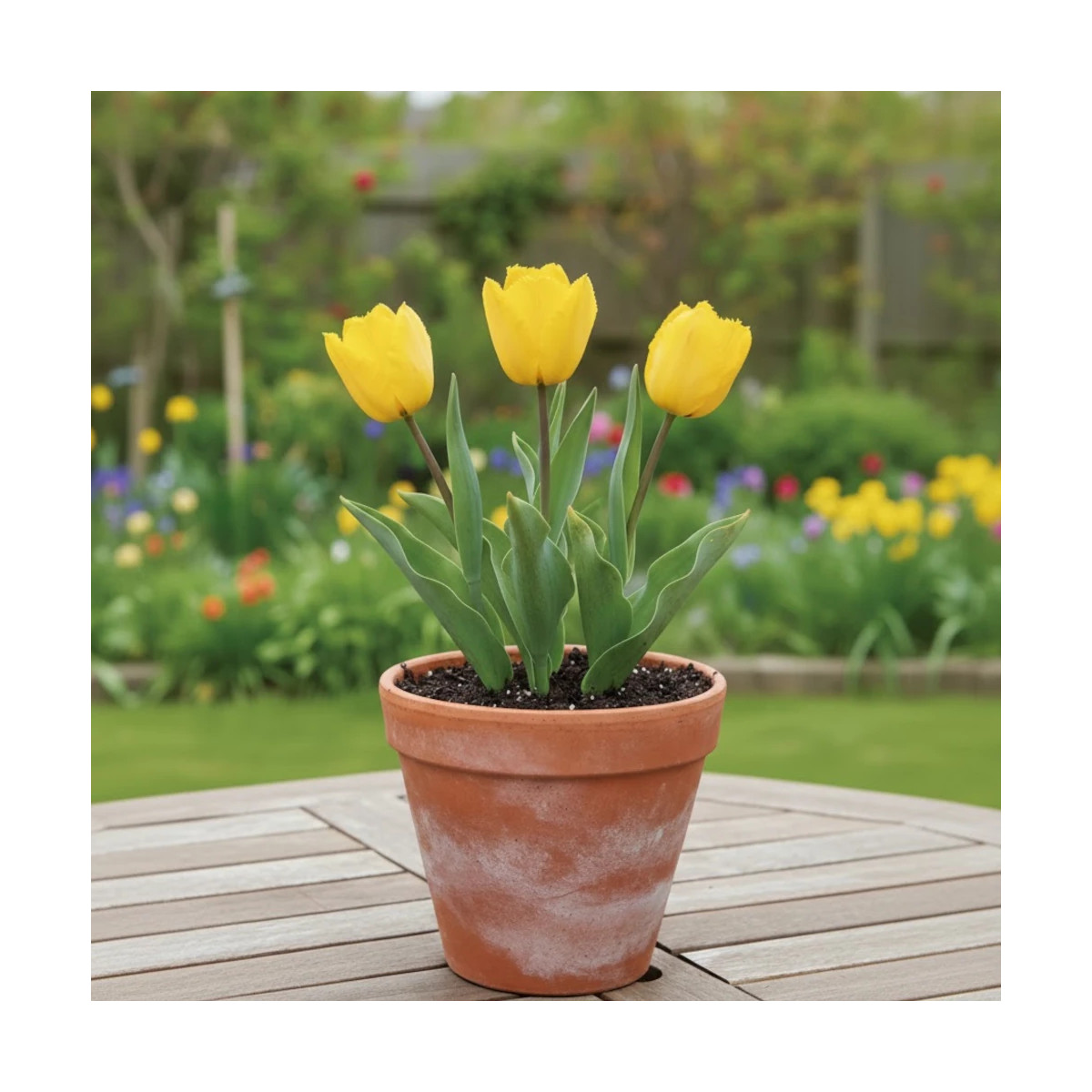 Bulbe de Tulipe dentelle Cristal Sue Bulbe de Tulipe dentelle Cristal Sue