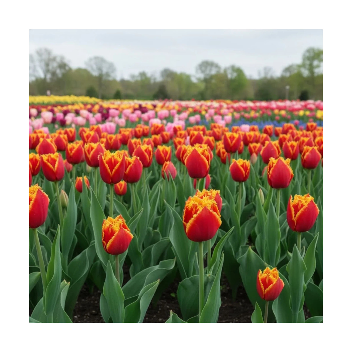 Bulbe de Tulipe dentelle Fabio