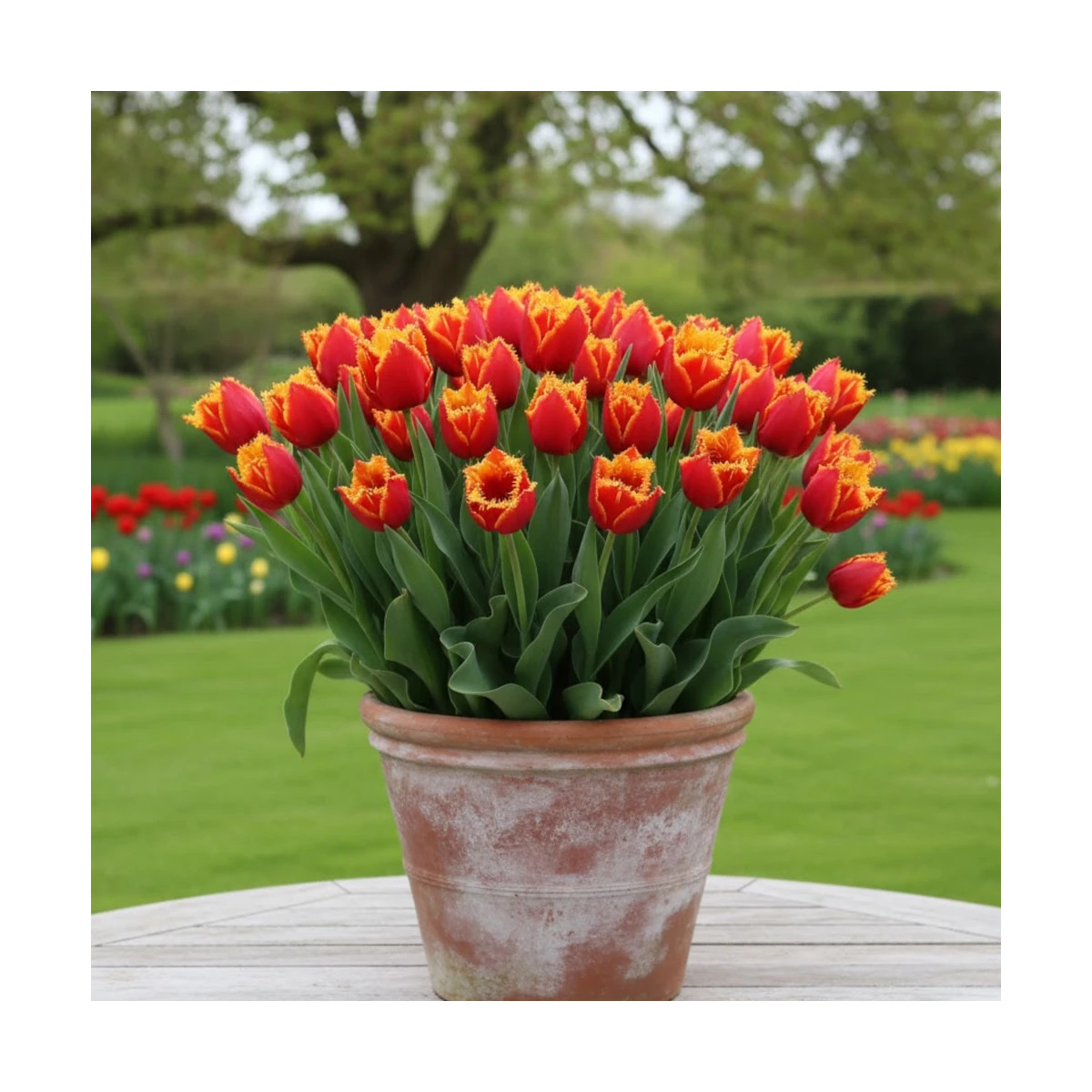 Bulbe de Tulipe dentelle Fabio