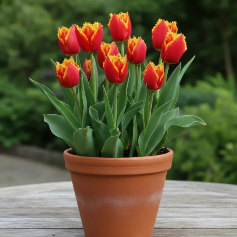 Bulbe de Tulipe dentelle Fabio