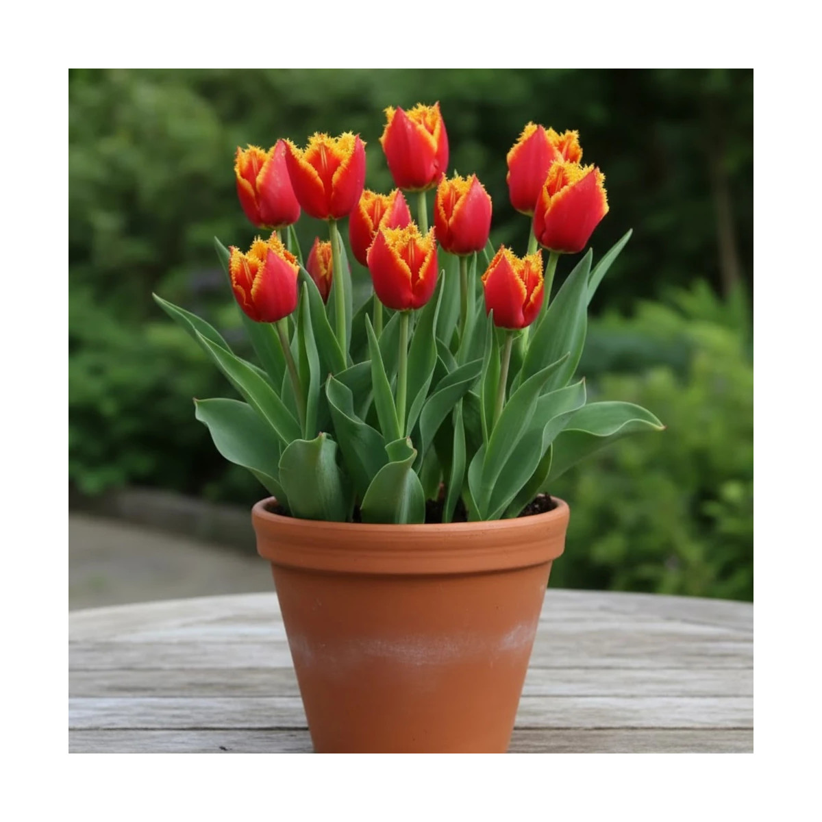 Bulbe de Tulipe dentelle Fabio