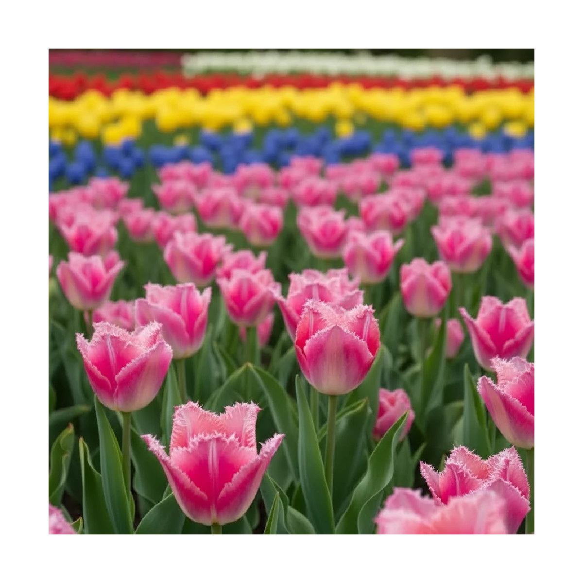 Bulbe de Tulipe dentelle Fancy Frill's