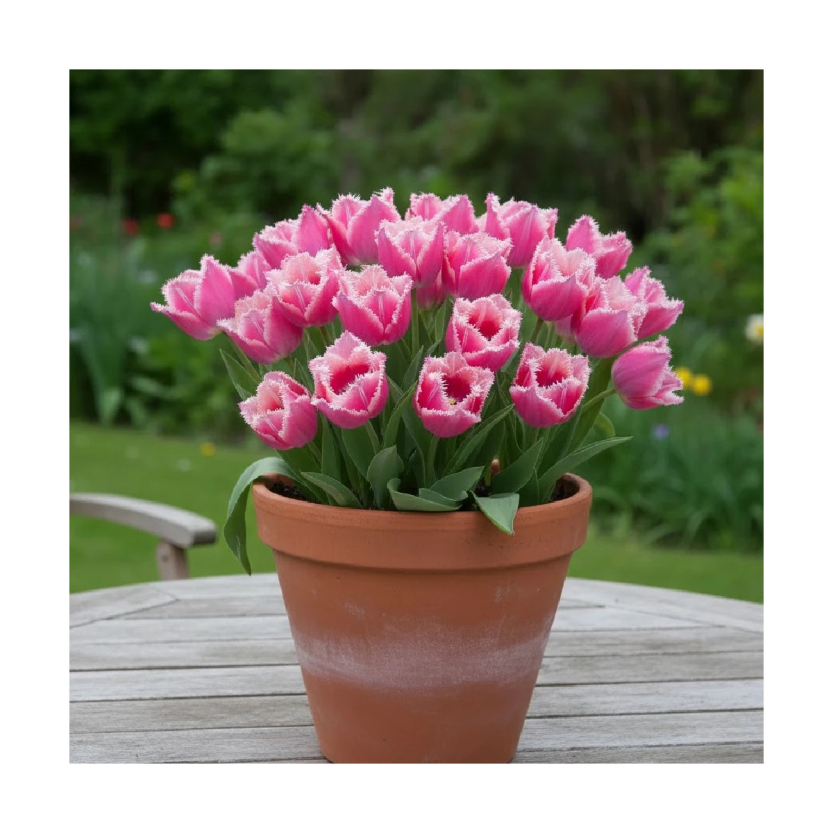 Bulbe de Tulipe dentelle Fancy Frill's