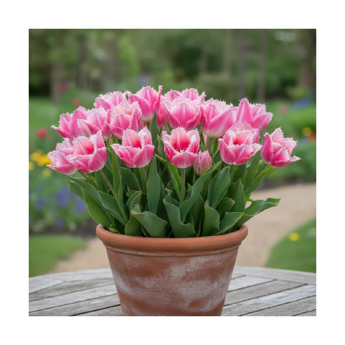 Bulbe de Tulipe dentelle Fancy Frill's