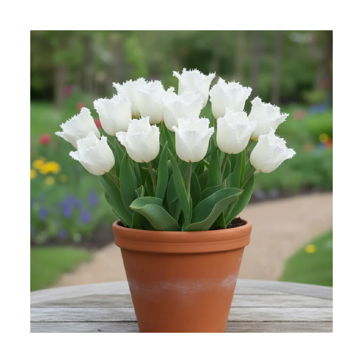 Bulbe de Tulipe dentelle Honey Moon
