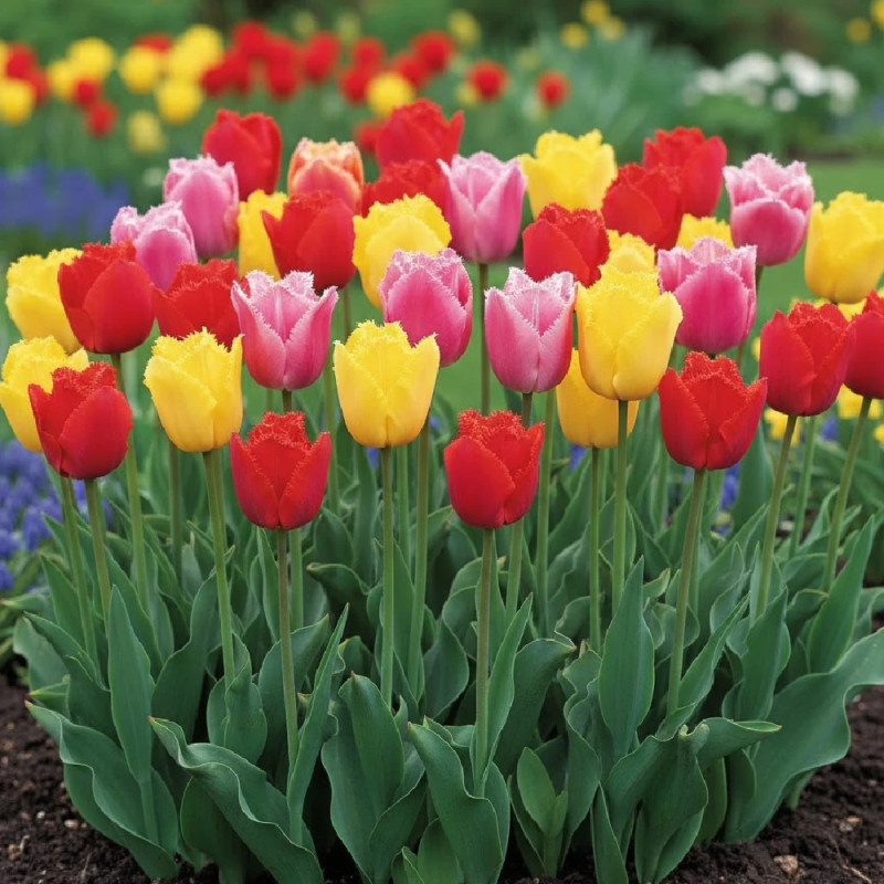 Bulbe de Tulipe dentelle Variées