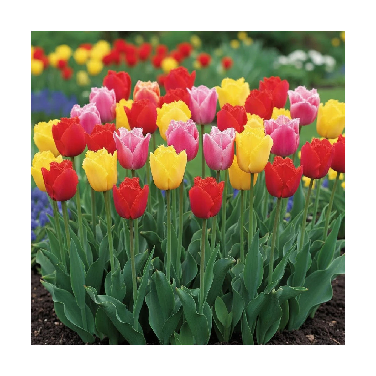 Bulbe de Tulipe dentelle Variées