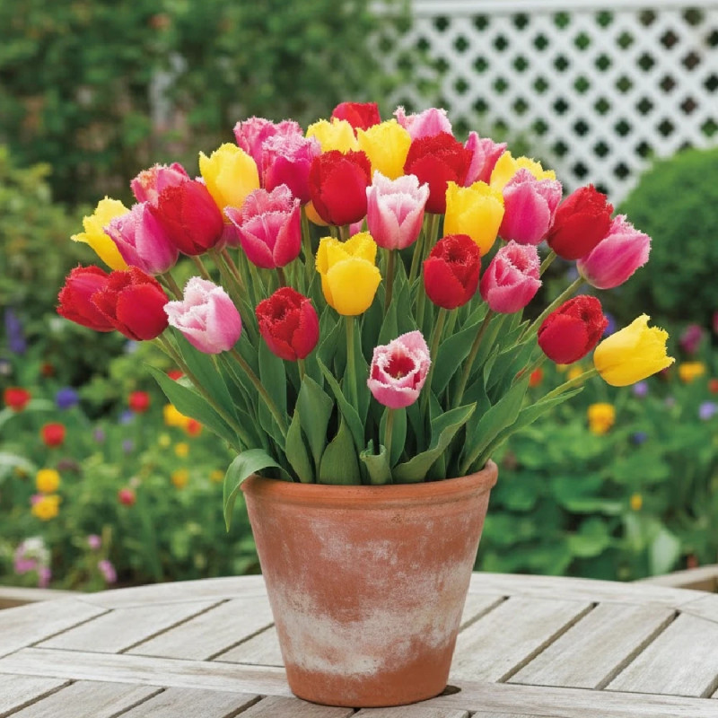 Bulbe de Tulipe dentelle Variées