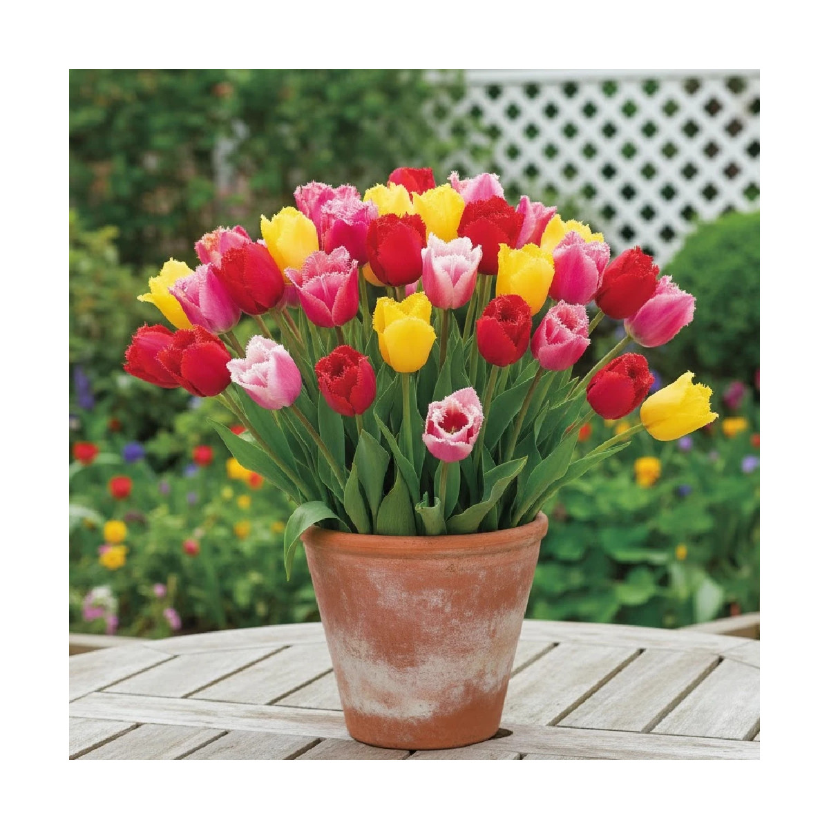 Bulbe de Tulipe dentelle Variées