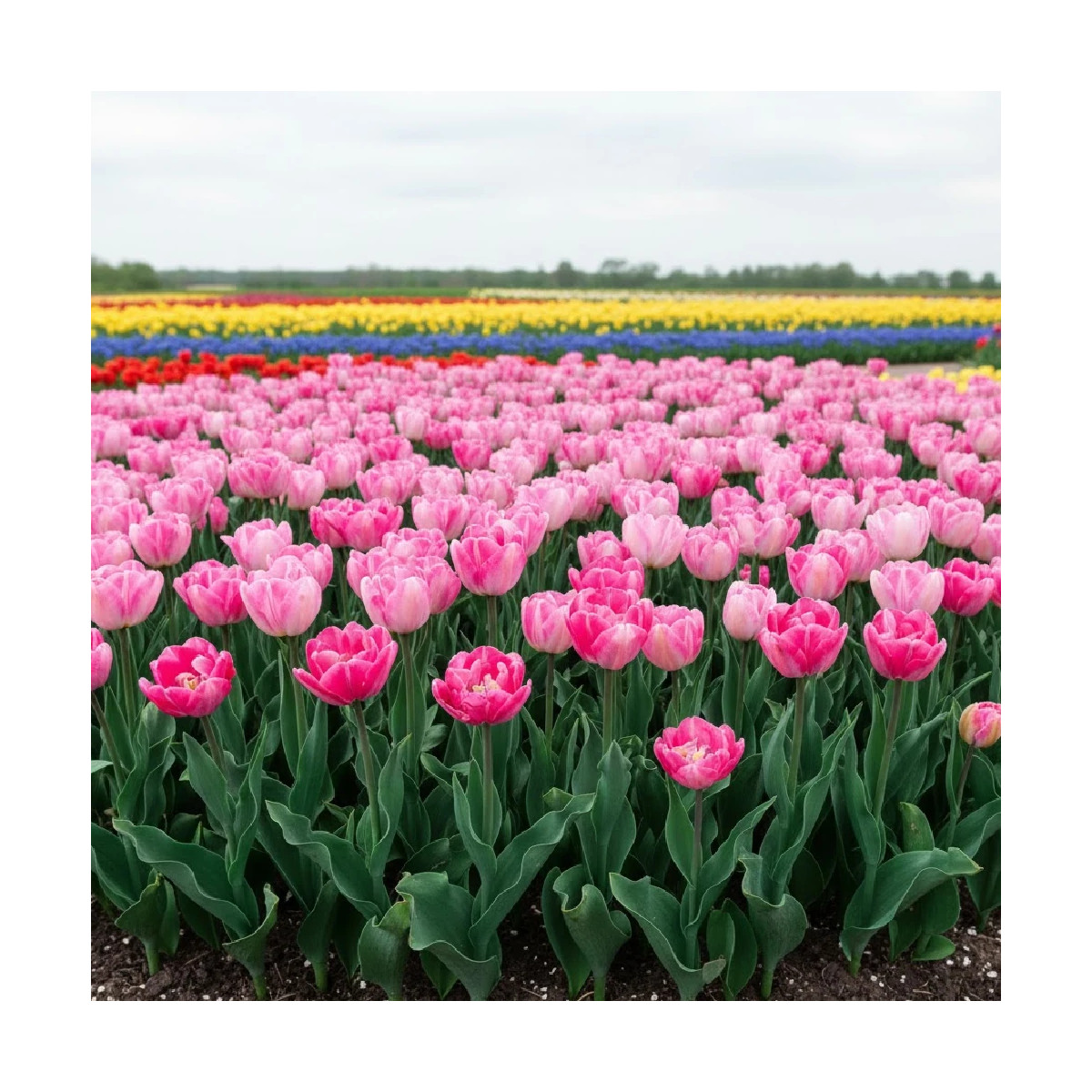 Bulbe de Tulipe double hâtive Foxtrot Bulbe de Tulipe double hâtive Foxtrot