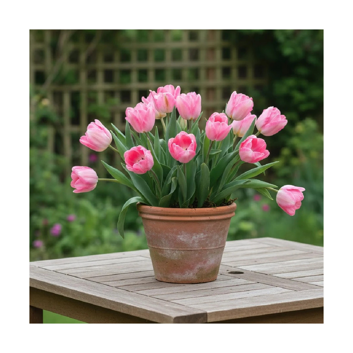 Bulbe de Tulipe double hâtive Foxtrot Bulbe de Tulipe double hâtive Foxtrot