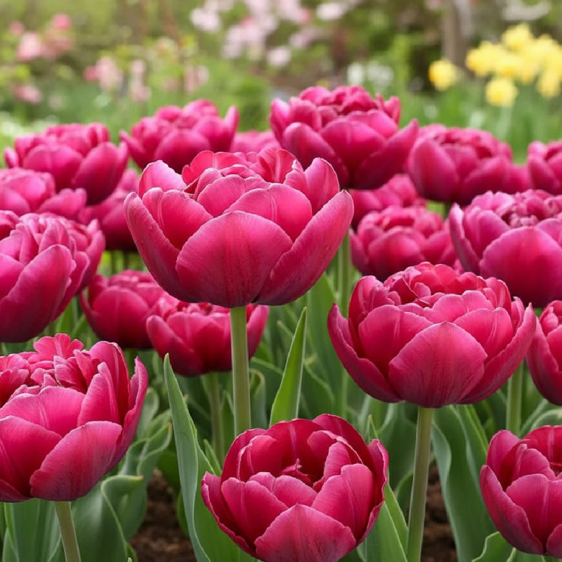 Bulbe de Tulipe double hâtive Margarita
