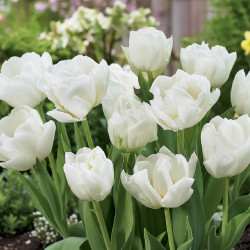 Bulbe de Tulipe double hâtive Mondial