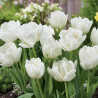 Bulbe de Tulipe double hâtive Mondial